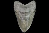 Huge, Megalodon Tooth - Georgia #76471-2